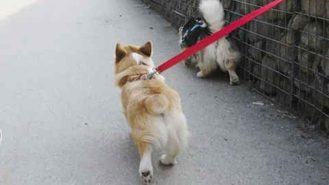 Walking together. Stock Footage 124755258