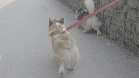 Walking together. Stock Footage 124755593