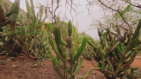 Walking Tour through the Unique Dryland Plants and Cacti of Koko Crater Botanica Stock Footage 325759448