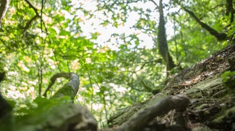 Walking tourist in forest Видео 58320515
