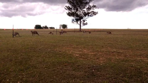 Walking toward Kangaroo herd at construction barricade on grass area. Stock Footage 99613745