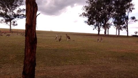 Walking toward Kangaroo herd at construction barricade on grass area. Stock Footage 99614127