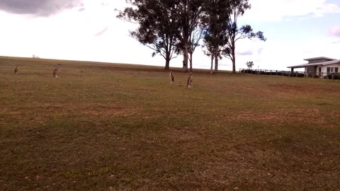 Walking toward a pair of Kangaroos on a grass area. Stock Footage 99613893