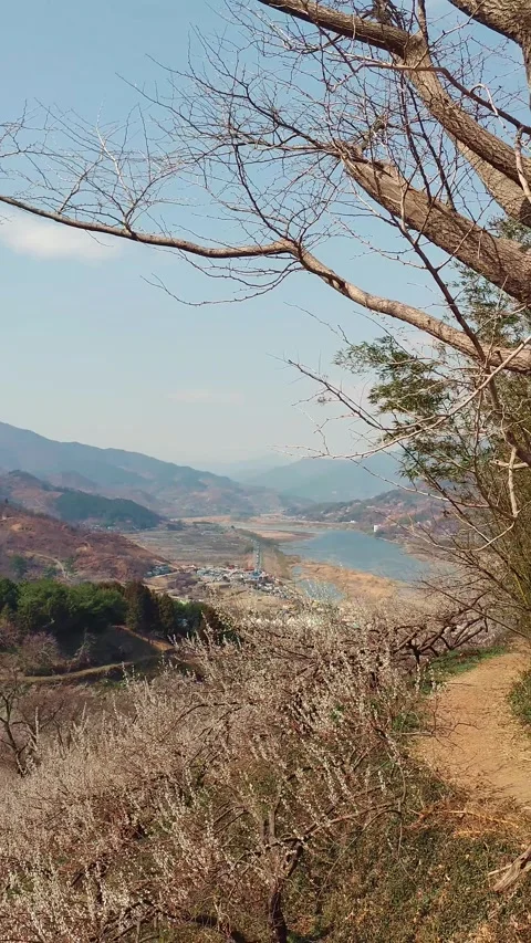 Walking toward the river from the top of Gwangyang Maehwa Village in spring Stock Footage 330149486