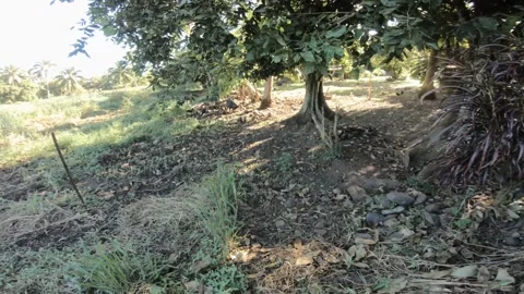 Walking toward view of a medium size domesticated black boar pig eating food fro 스톡 동영상 237620393