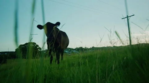 Walking towards cow in the long grass on farmland at sunset Stock Footage 153124151