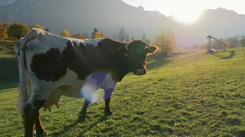 Walking towards cow in sunset Stock Footage 56372078