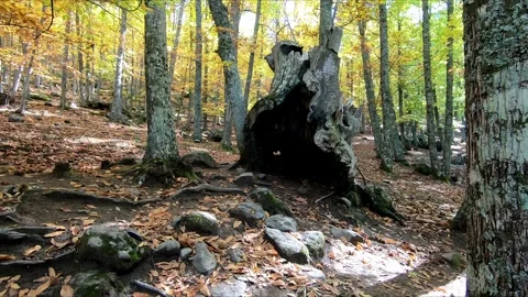 Walking towards a dead giant tree Stock Footage 283865999