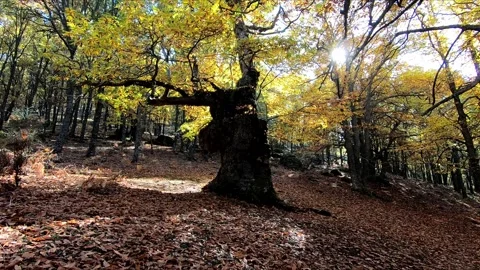 Walking towards a large tree with golden leaves Stock Footage 283866012