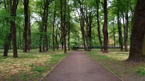 Walking towards a split pathway in a park full of trees Stock Footage 109095437