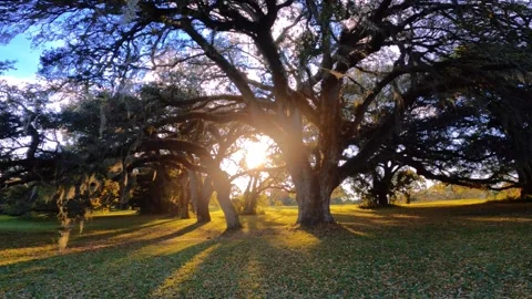 Walking towards the sun in the park Stock Footage 280093107