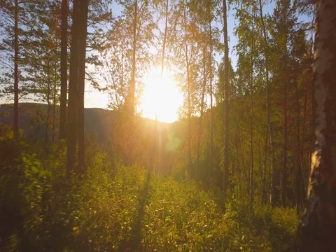 Walking towards the sun through the forest Video stock 80976460