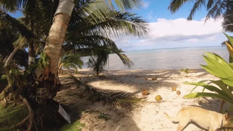 Walking towards sunshine beach side with a dog from grass land back yard and tro Stock Footage 253458201