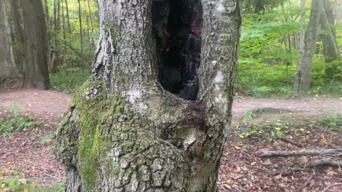 Walking towards tree Stock Footage 253151602