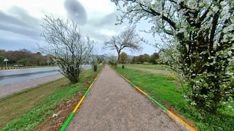 Walking track in a rainy day, surrounded by beautiful trees Stock Footage 172433560