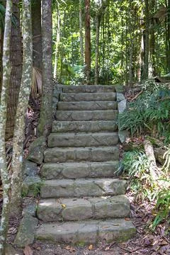Walking Track Steps Through Tropical Rainforest Stock Photos
