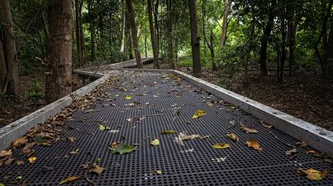 Walking Track Through The Bush Stock Photos