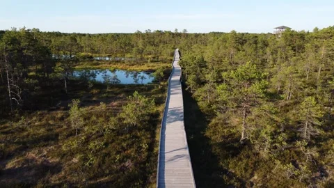 Walking track at Viru Raba or bog at Lahemaa National Park in Estonia Stock Footage 260686721