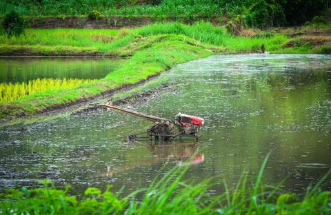 Walking Tractor on rice field for work plow - Plows machine small tractor use Stock Photos