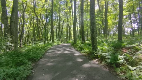 Walking Trail 1 Stock Footage 315315359