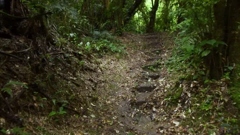 Walking on a trail across a dark rainforest in Brazil Stock Footage 194450029