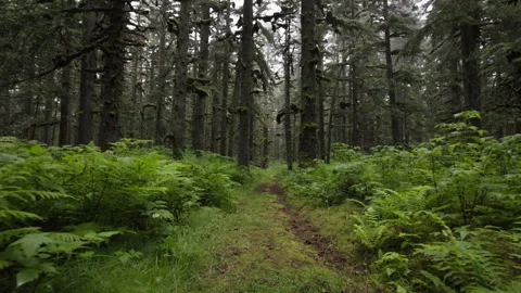 Walking on a trail in an alaskan forest with lush green ferns Stock Footage 328157150