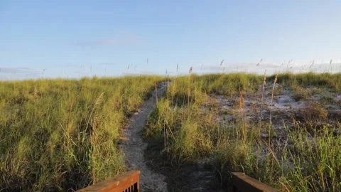 Walking trail on the beach surrounded by green beach plants panned Stock Footage 139854993