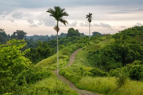Walking trail between palm trees. Stock Photos