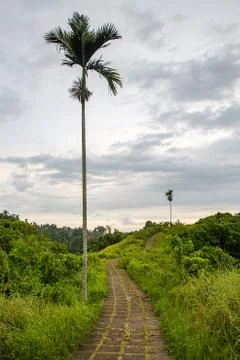 Walking trail between palm trees. Stock Photos
