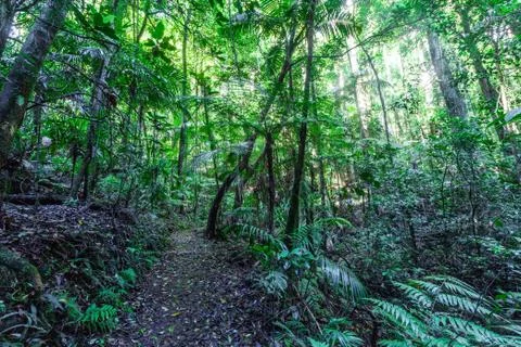 Walking trail in a cool eucalypt forest of Springbrook National Park, Queensl Stock Photos