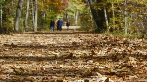 Walking trail covered in leaf litter Stock Footage 57398337