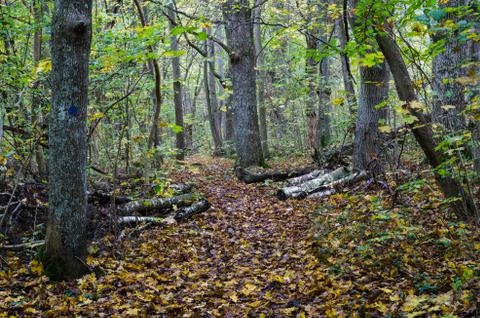 Walking trail in fall colors Stock Photos
