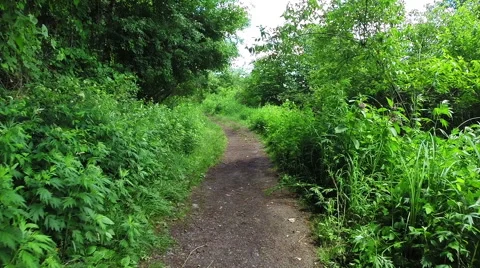 Walking a Trail Stock Footage 57751658
