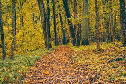 Walking Trail in the Forest Park. Walking Trail With a Beautiful Autumn Scene Stock Photos