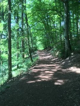 Walking trail in the forest Stock Photos