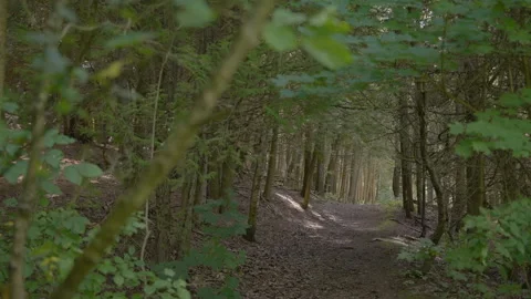 Walking trail in the forrest Stock Footage 211878984
