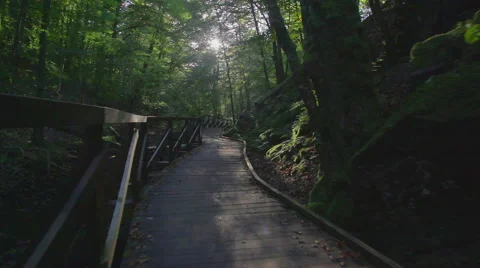 Walking trail with railing in the forest Stock Footage 55521915