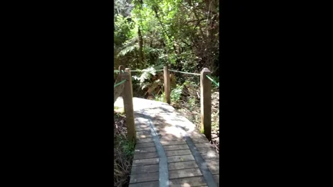 Walking the trail - Rainforest 02 - Vertical Video stock 282737909