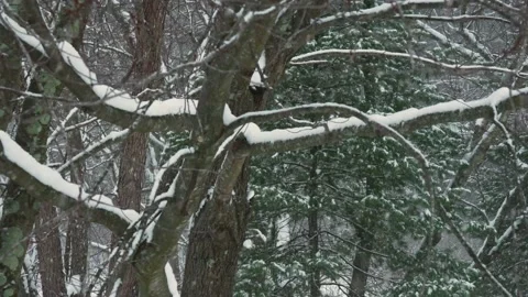 Walking Trail With Snowfall Video stock 148168446