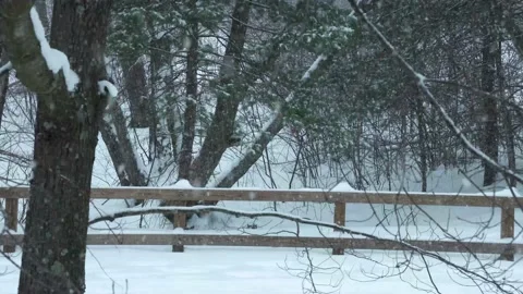 Walking Trail Snowing Video stock 148168450