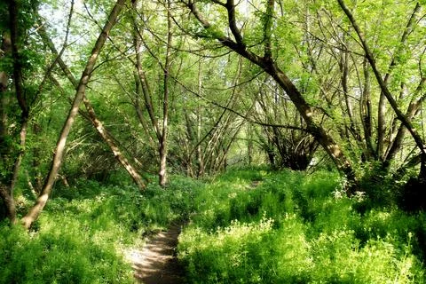 Walking trail in the spring forest. hiking trail. trail for cycling in the woods Stock Photos