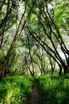 Walking trail in the spring forest. hiking trail. trail for cycling in the woods Stock Photos