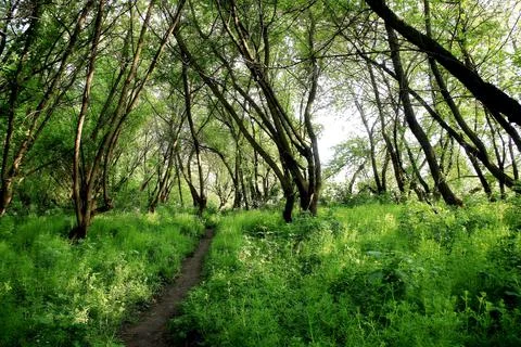 Walking trail in the spring forest. hiking trail. trail for cycling in the woods Stock Photos