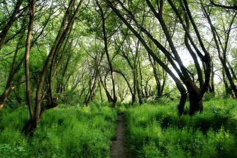 Walking trail in the spring forest. hiking trail. trail for cycling in the woods Stock Photos