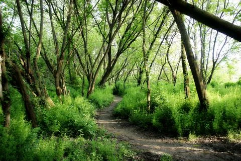 Walking trail in the spring forest. hiking trail. trail for cycling in the woods Stock Photos