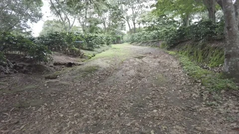 Walking on a trail surrounded by coffee plantations with a blue sign Stock Footage 168396906