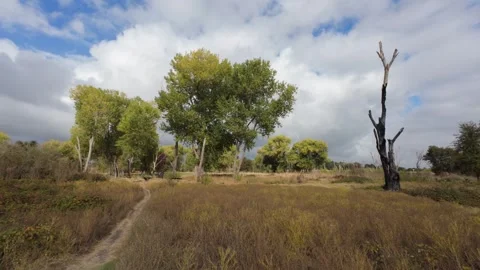 Walking on trail through area with burnt trees Stock Footage 290469755