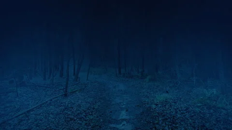 Walking On Trail Through Dark Misty Woods Stock Footage 280410133