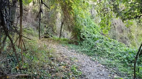 Walking trail through dense autumn forest with golden foliage Stock Footage 321180840