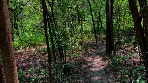 Walking Trail Through Dense Green Forest Stock Footage 341816256